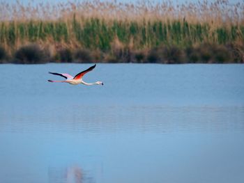 Flamingo flying over  cabras pond. 