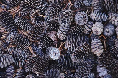 Full frame shot of pinecones