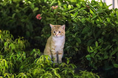 Portrait of a cat