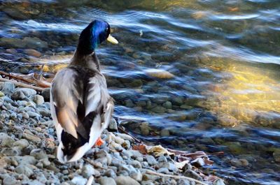 Close-up of birds