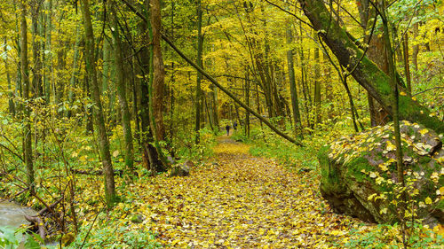 Footpath amidst trees in forest during autumn