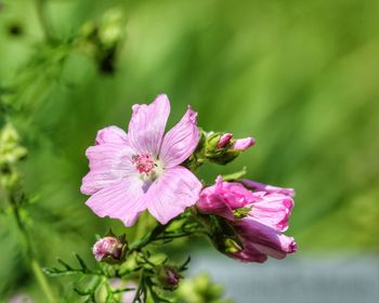 Close-up of pink flowering plant