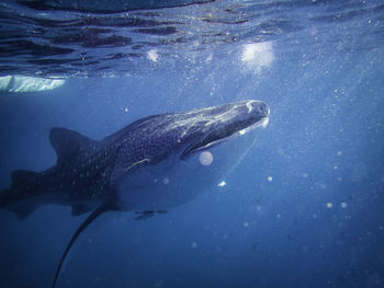 Fish swimming in sea