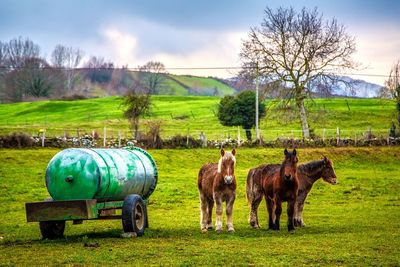 Horses in a field