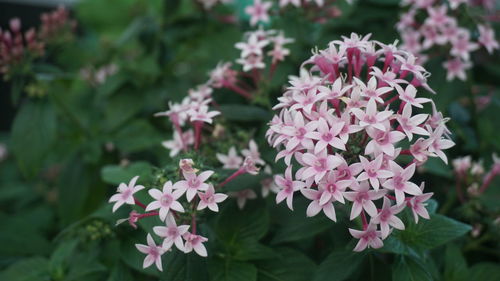 Close-up of pink flowering plants