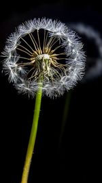 Close-up of dandelion against black background