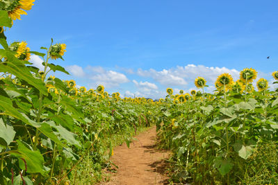 Plants growing on field against sky