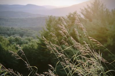 Dry grass and mountains