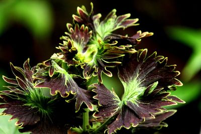 Close-up of plant