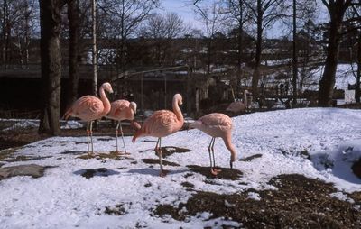 View of birds on snow covered field