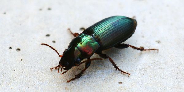 Close-up of insect