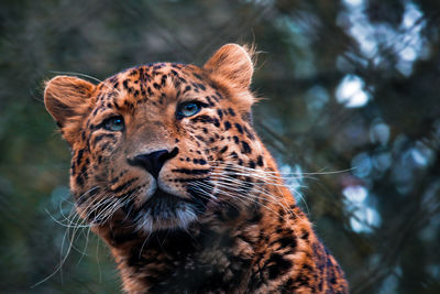 Close-up of a cat looking away