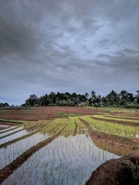 Scenic view of agricultural field against sky