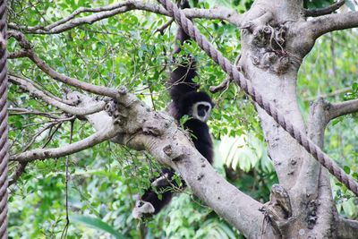 Low angle view of monkey on tree