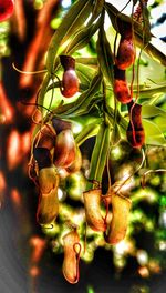 Close-up of fruits hanging on plant