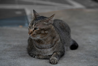 Close-up of a cat looking away