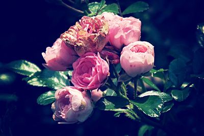 Close-up of pink rose
