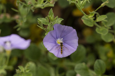 Close-up of purple flowering plant