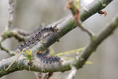 Close-up of insect on plant