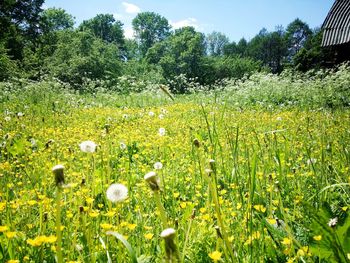 Plants growing on field