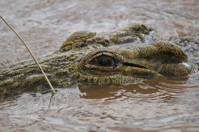 Close-up of turtle swimming in river