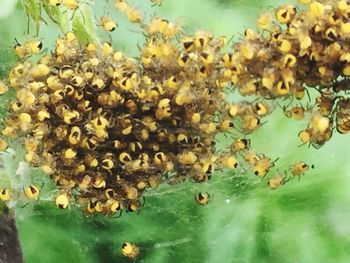 Close-up of bee on yellow flower