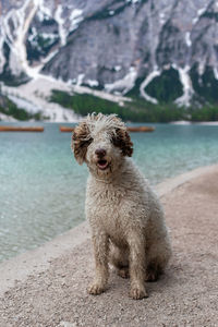 Portrait of a dog on land