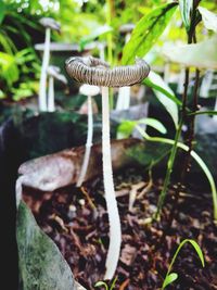 Close-up of mushroom