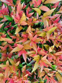 High angle view of pink flowering plants