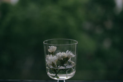 Close-up of potted plant on table