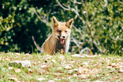 Portrait of rabbit on field