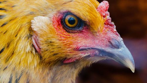 Close-up of parrot