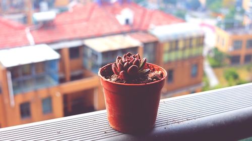 Close-up of potted plant on balcony