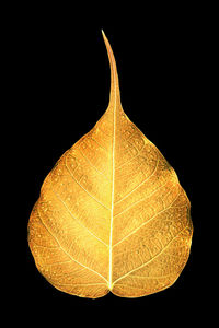 Close-up of yellow leaf against black background