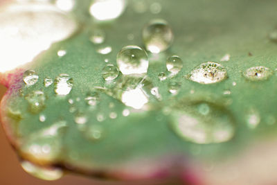 Close-up of water drops on leaf