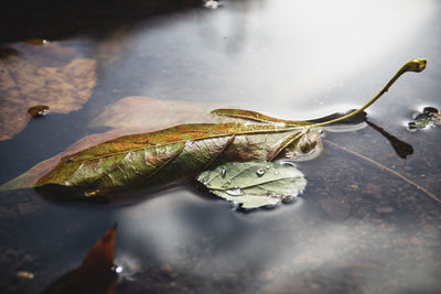 Close-up of dry leaves floating on water
