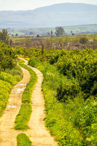 Road amidst plants on field