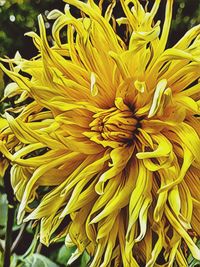 Close-up of yellow flower