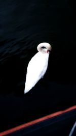 Bird on white background