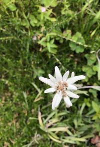 High angle view of white flowering plant on field