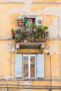 Potted plants on wall of building