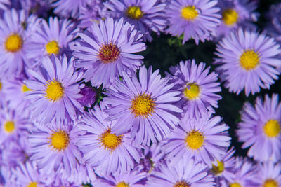 Close-up of purple flowers