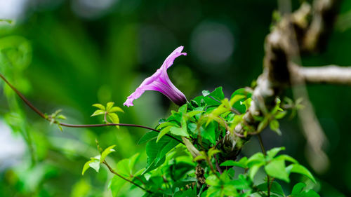 Close-up of purple flowering plant