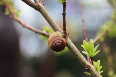 Close-up of snail on plant