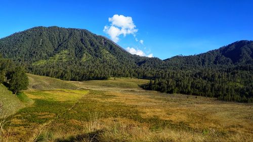 Savanna oro oro ombo, mount semeru