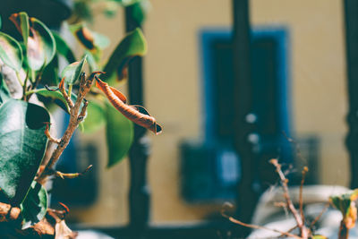 Close-up of plant