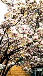 Low angle view of flowers on tree