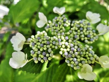 Close-up of white flowering plant