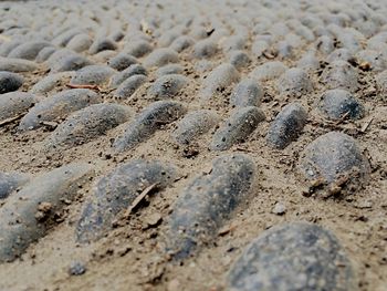 Close-up of sandy beach