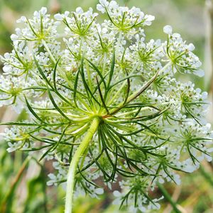 Close-up of plant